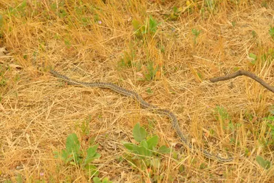 DSC_6473 (Large).JPG